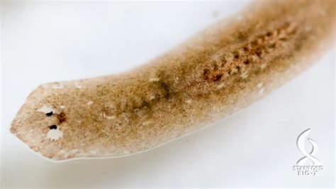  Yezo Flatworm:  Een Kleine Wonder Van De Zeebodem Met Ongelimiteerde Regeneratieve Krachten!