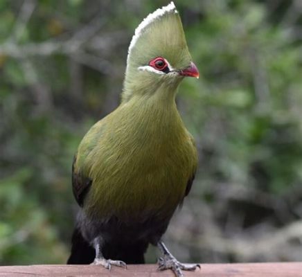  Turaco! Deze Overal Kleurige Vogel Is Ook Bekend Om Zijn Geweldige Fluitgeluiden