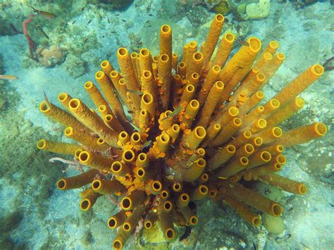  Yellow Tube Sponge: Een Onderwater Wonder Met Porieën Zo Kleurig Als De Zon!